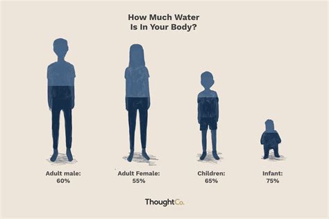 How Much Water Is In Our Body