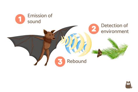Animals That Use Echolocation - List of Examples With Photos