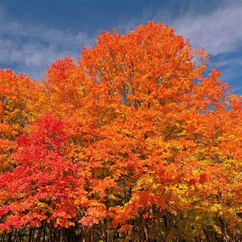 Plants Express October Glory Red Maple