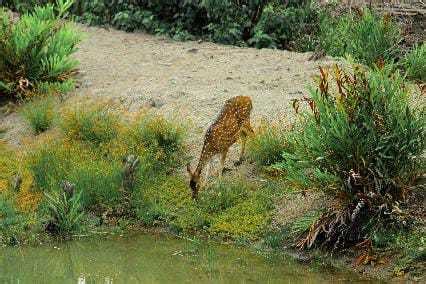 The Ultimate Guide To Sundarbans Sundarban Kaberi Travels