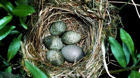 Cuckoo Cuculus Canorus British Birds Woodland Trust