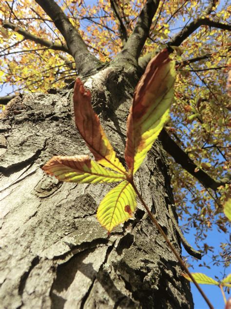 The Tale of the Chestnut Tree and the Leaf Miner Moth That Calls It