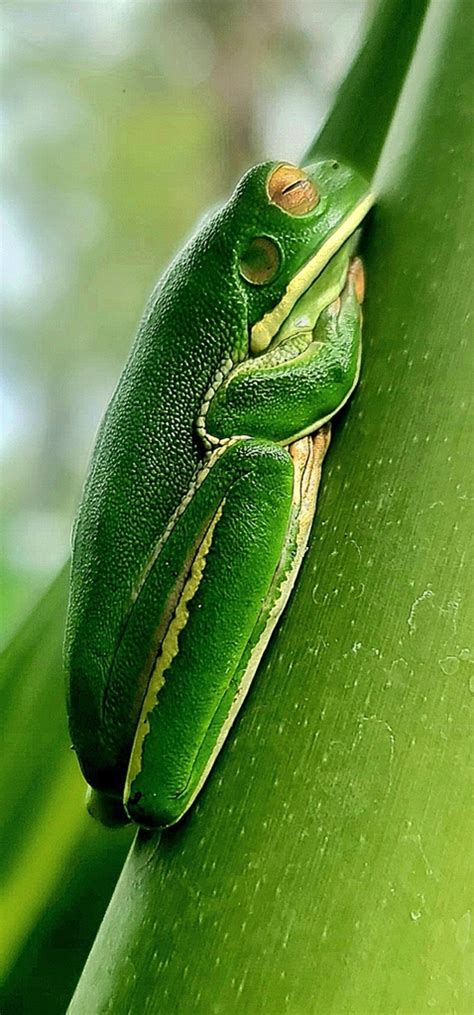 White Lipped Tree Frog From Mareeba Qld Australia On May