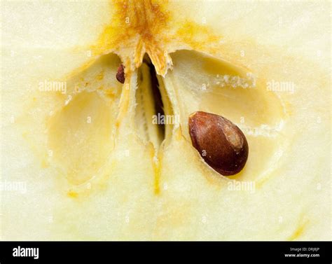 Apple Seed Core Hi Res Stock Photography And Images Alamy