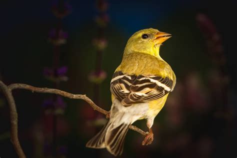 Birds In Mississippi Fantastic Species In This Small State