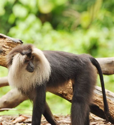 Douc Langur stock photo. Image of monkey, nemaeus, black - 13212990