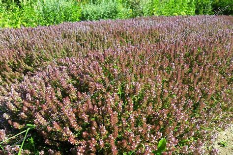 Тимьян (чабрец) лимонный: посадка и уход, выращивание из семян с фото