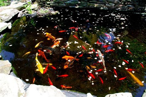 Koi fish pond stock photo. Image of relaxation, stone - 4472164