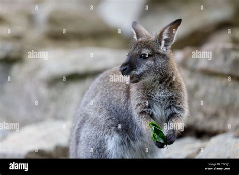 Red Necked Wallaby Kangaroo Baby Stock Photo Alamy