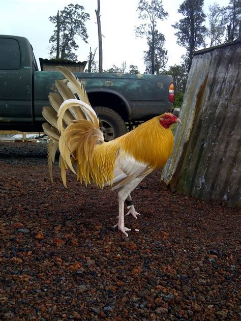 58 Best Images About Gamefowl On Pinterest Santiago The Philippines