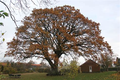 Tårup – en levende fynsk landsby