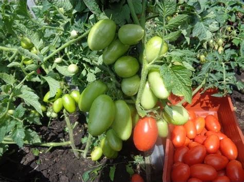 Томат «Челнок»: характеристика, описание сорта, урожайность и выращивание