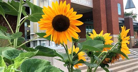 Chapters Of History Johnson City Public Library Kicks Off Year Long