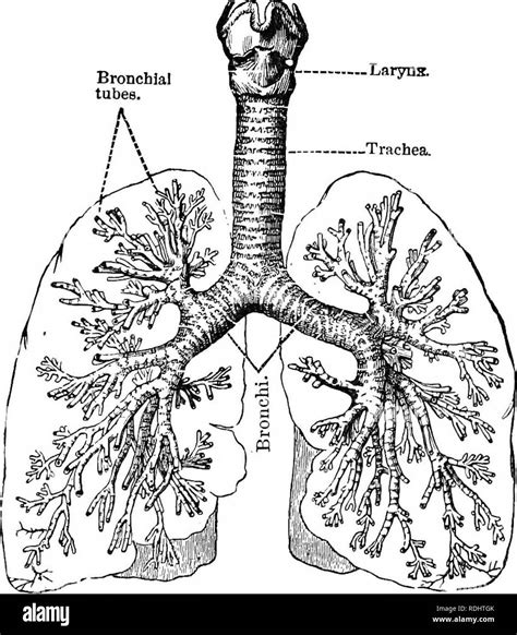 Ein Text Buch Im Allgemeinen Physiologie Und Anatomie Physiologie