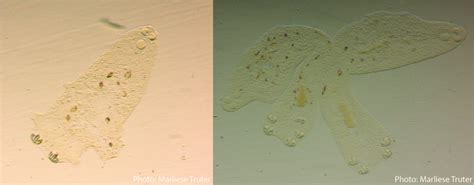 refreshing journey  update knowledge  aquatic parasite species