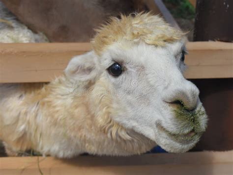 Llama Sticking Out Its Tongue Stock Photo - Image of ears, portrait