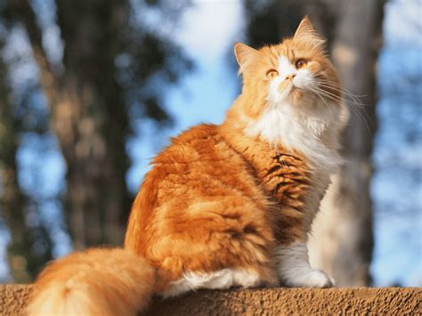 Waarom heeft een kat 9 levens? Ontdek de verhalen hier!