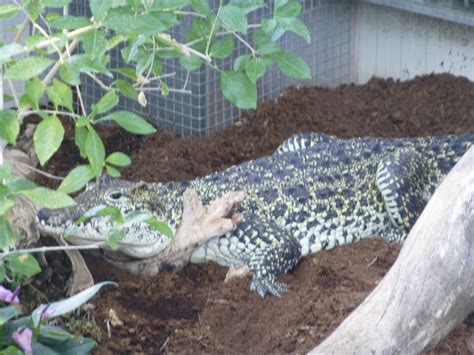 Paignton Zoo Cuban Crocodile 2 By Yaschaeffer On Deviantart