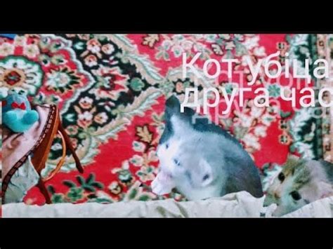 Кот убіца друга часть - YouTube