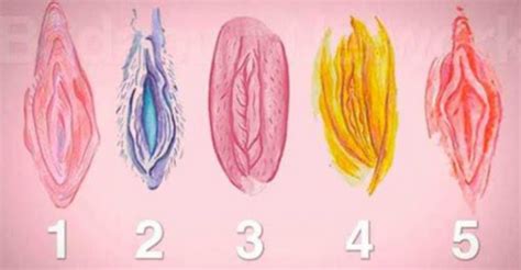 7 Vagina Types Other Variations