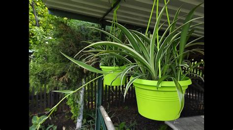 Омолаживаем Хларофитум | Лишние побеги высаживаем в кашпо | Составляем ...