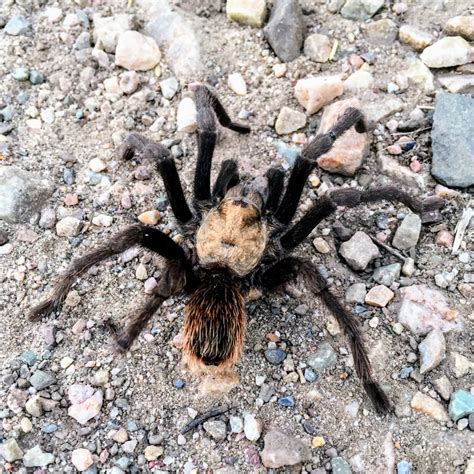 Tarantula Time Alpine Nature Center