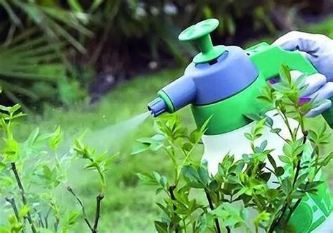 Ауксин: застосування в рослинництві, препарати на їх основі