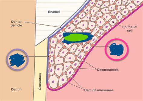 Chapter Microscopic Anatomy Of The Periodontium Flashcards Quizlet