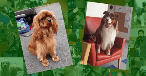 Visite Chien Visiteur Le 08 12 2023