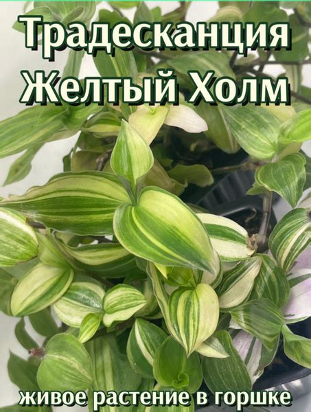 Комнатные растения Традесканция Желтый Холм горшок, 4 шт - купить по ...