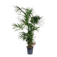 Ховея Форстериана D-27 H-180 – купить с доставкой по Москве, СПб и России