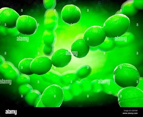 Streptococcus Bacteria Computer Artwork Stock Photo Alamy