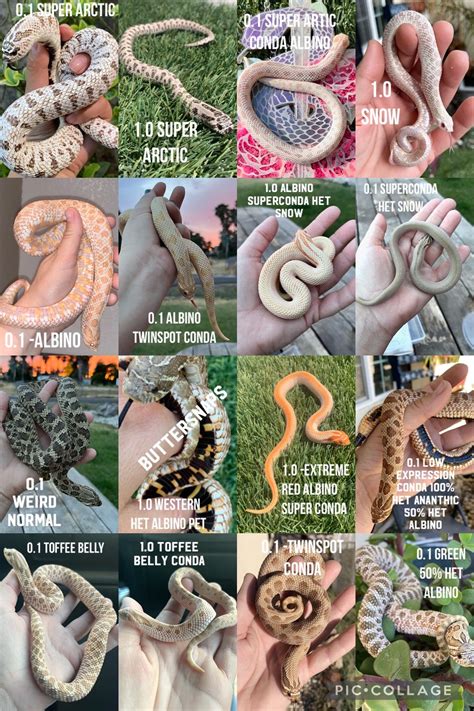 30 beautiful corn snake morphs colors with pictures – Artofit