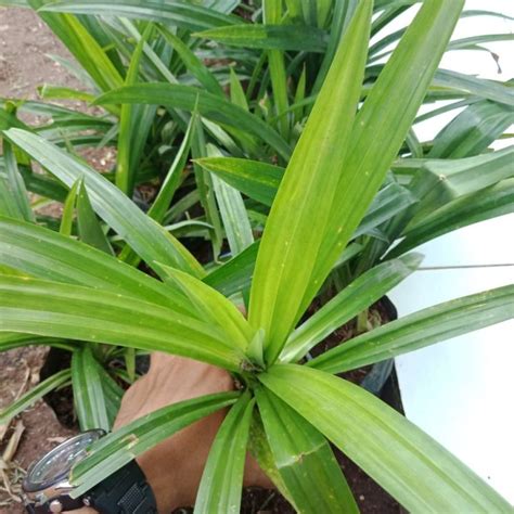 pandan wangi tanaman daun pandan wangi  bahan makanan lazada