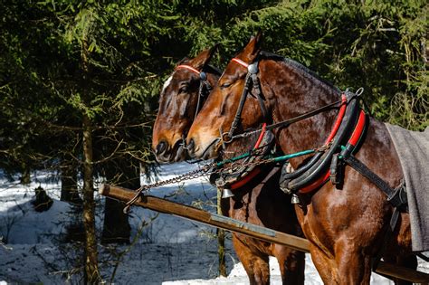 Zakopane Konie Sp Oszy Y Si Na Drodze Do Morskiego Oka Wprost