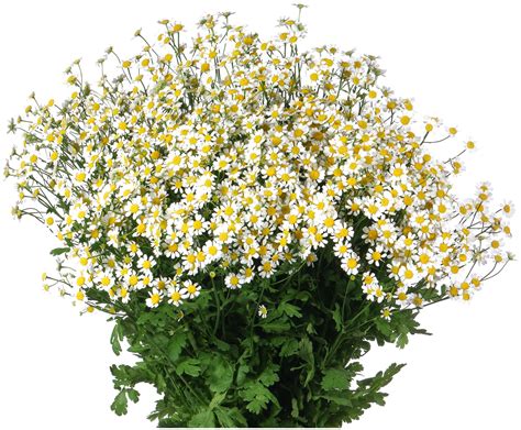 Танацетум цветы - 70 фото