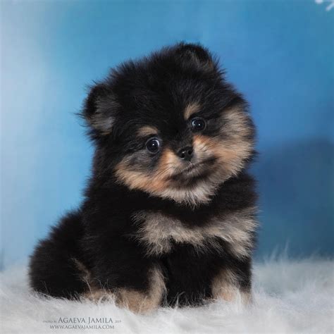 Купить померанского шпица в питомнике в Москве Voice Victory