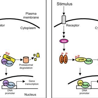 1 Canonical and noncanonical NF-κB pathways. Left, upon stimulation and ...