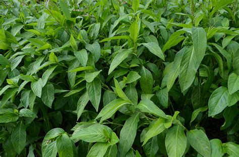 Creativity, Life, Inspiration, and Design: Indigo Dyeing with Hirojuki ...