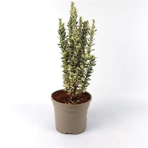 Euonymus Jap White Spire 3l Evergreen Hedging Tates