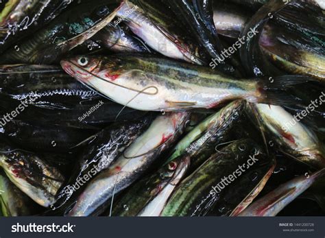 Fresh Naked Catfished Bagrid Catfishes Market Stock Photo 1441200728 Shutterstock