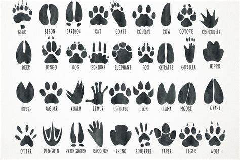 Animal Tracks Clipart - Free Download | [Your Website Name]