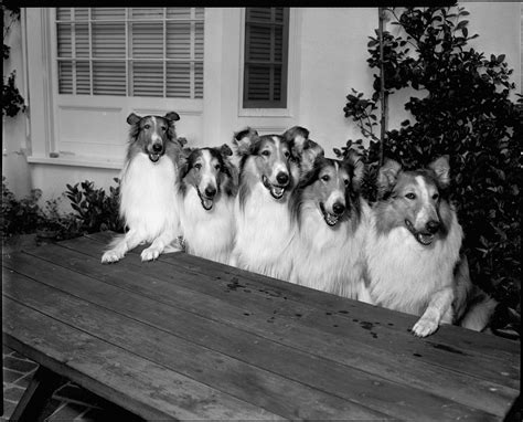 Rough Collie Height Chart - Gimera