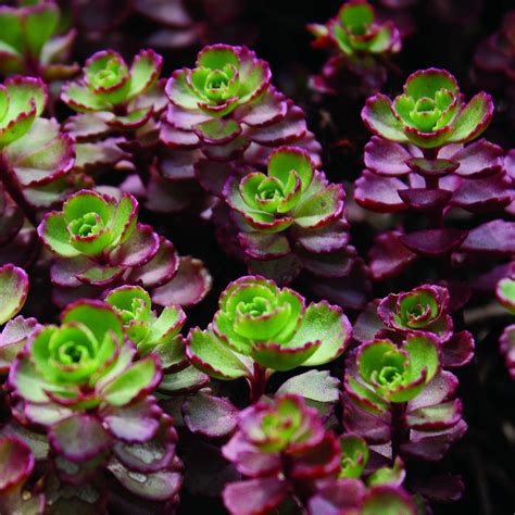 Sedum spurium 'Red Carpet' - Midwest Groundcovers, LLC