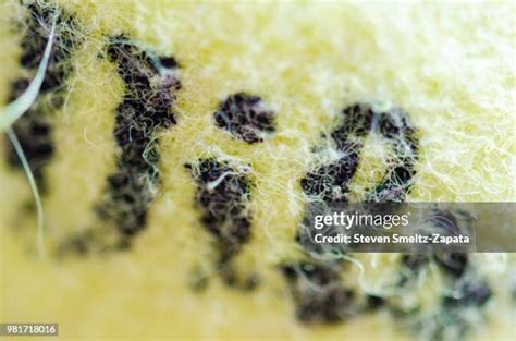 169 Tennis Macro Stock Photos High Res Pictures And Images Getty Images