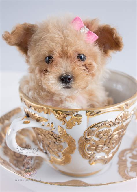 For Sale #243 Teacup Puppies Black Poodle Puppy | Teacups, Puppies ...