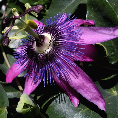 Passiflora X Purple Passion Fleur De La Passion Florifère Aux