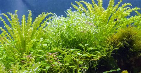 The Ultimate Pogostemon Helferi Care Guide Fishkeeping World