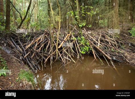 Dam With Beaver Hi Res Stock Photography And Images Alamy