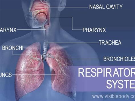 respiratorysystemppt